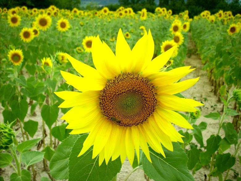 Free stock image of Group of Sunflowers created by Pixabay