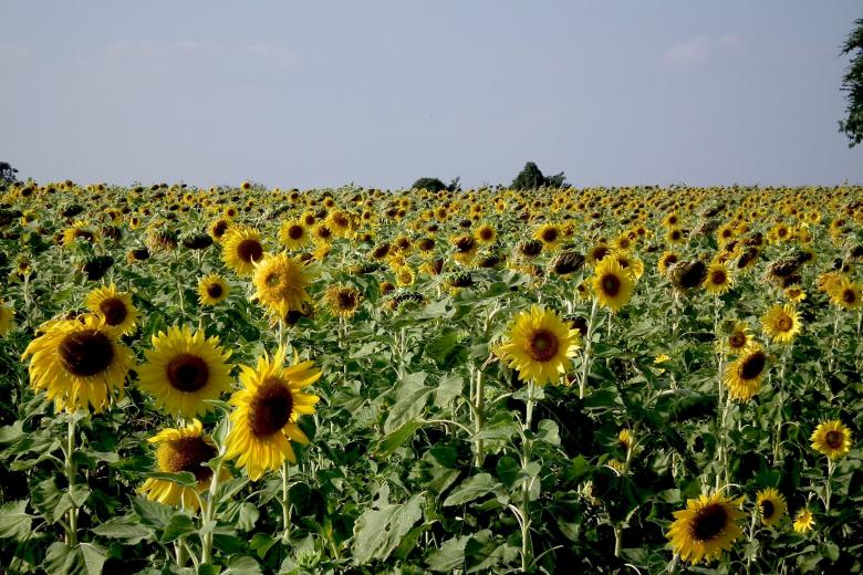Free stock image of Group of Sunflowers created by Pixabay