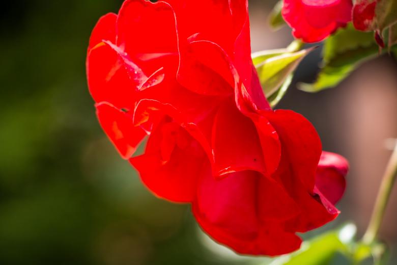 Free stock image of Glowing red created by Janis Urtans