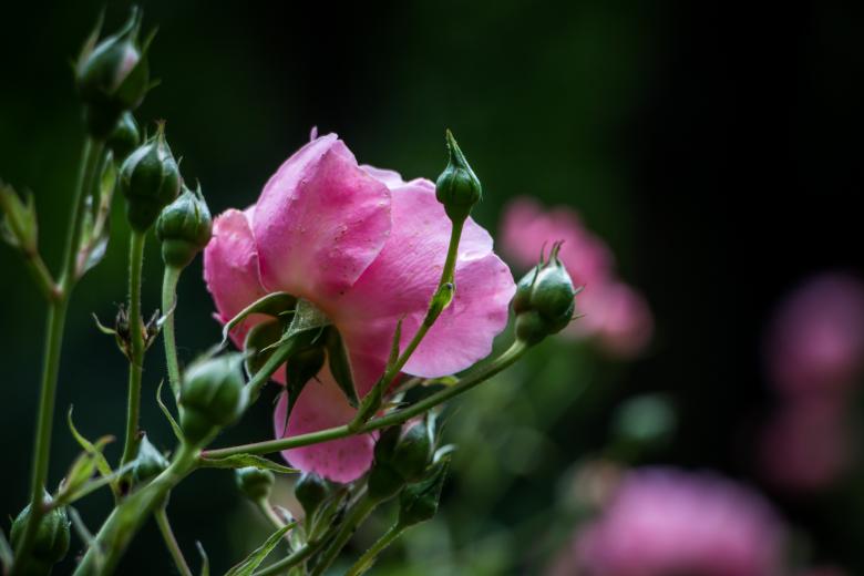 Free stock image of Soft love created by Janis Urtans