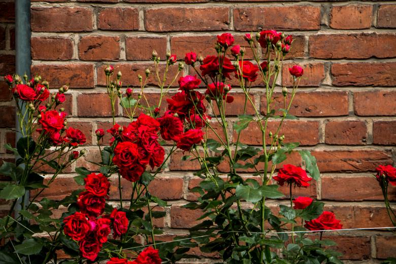 Free stock image of Red contrast created by Janis Urtans