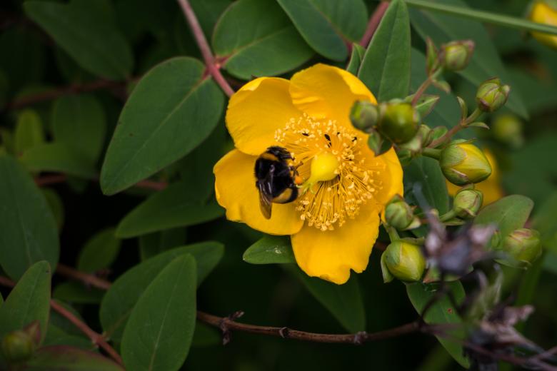 Free stock image of Yellow flower created by Janis Urtans