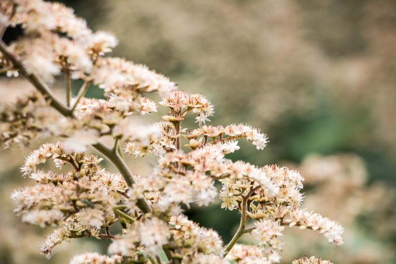 Free stock image of Cream white created by Janis Urtans