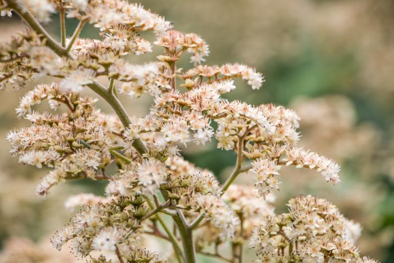 Free stock image of Cream white created by Janis Urtans