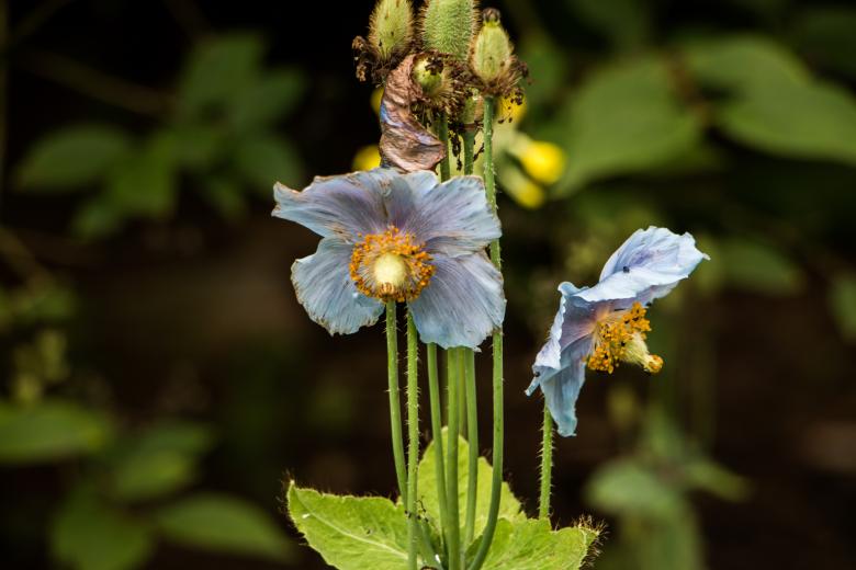 Free stock image of Humble blue created by Janis Urtans