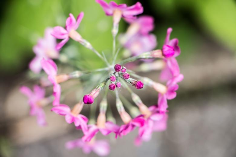 Free stock image of Violet target created by Janis Urtans