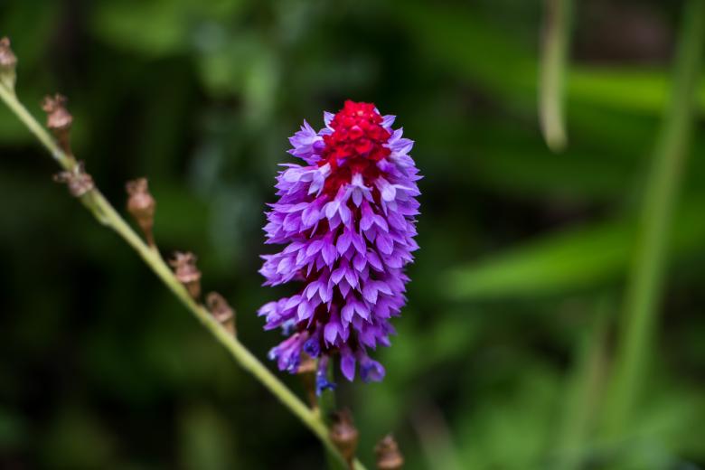 Free stock image of Harmony  created by Janis Urtans