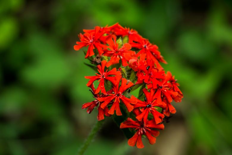 Free stock image of Red and Green created by Janis Urtans