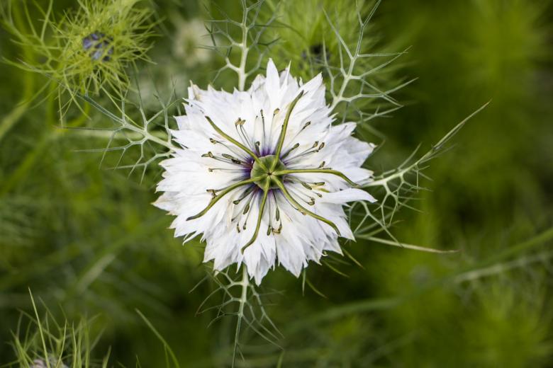 Free stock image of Star flower created by Janis Urtans