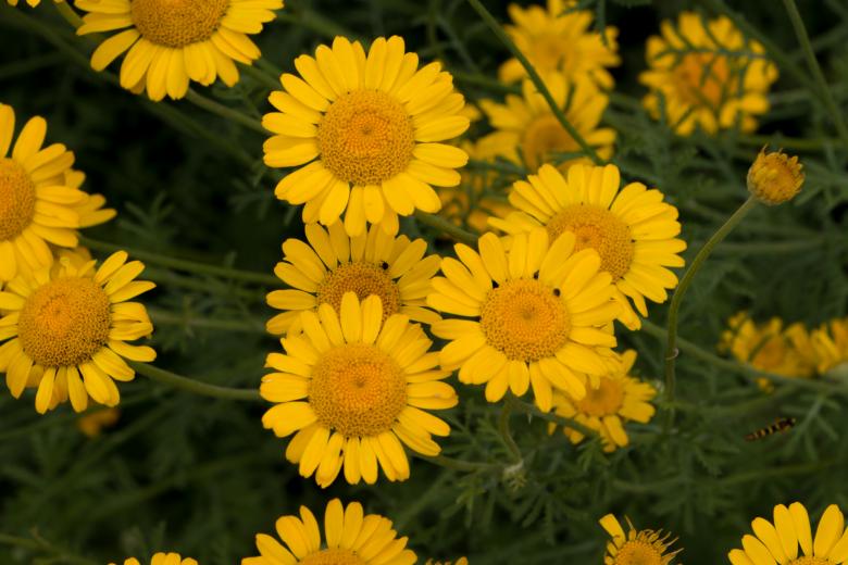 Free stock image of A little suns created by Janis Urtans
