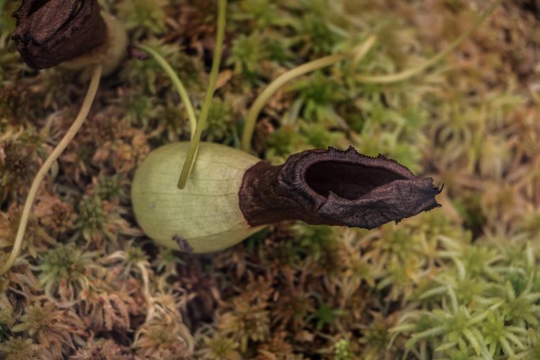 Free stock image of Withered exotic plant  created by Janis Urtans