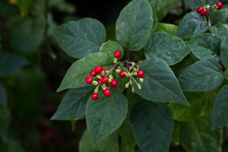 Free stock image of Red berries created by Janis Urtans