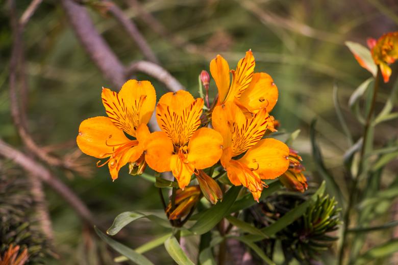 Free stock image of Fire red flowers created by Janis Urtans