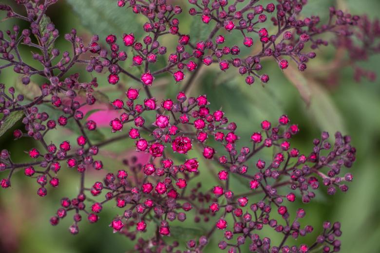 Free stock image of Queen of flowers created by Janis Urtans