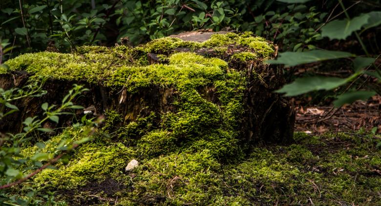 Free stock image of An old stump overtaken by moss created by Janis Urtans