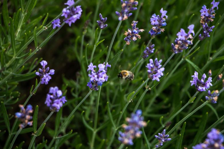 Free stock image of Bumblebee and blue flowers  created by Janis Urtans