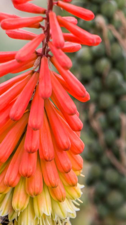 Free stock image of Colorful flower created by Janis Urtans