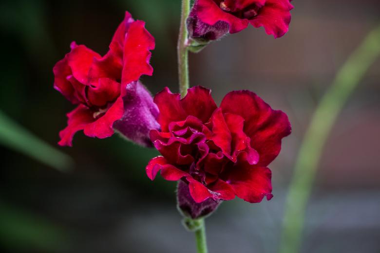 Free stock image of Dark red flowers created by Janis Urtans