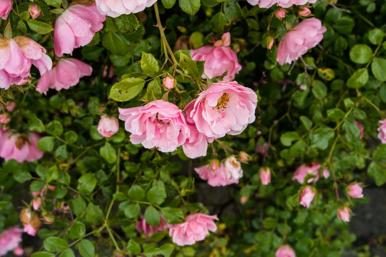 Free stock image of Pink roses created by Janis Urtans