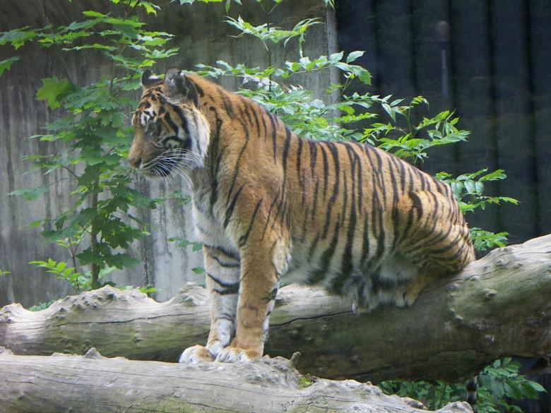 Free stock image of Tiger in the Zoo created by Pixabay
