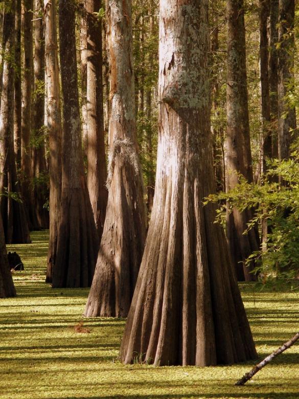 Free stock image of Bunch of Trees created by Pixabay