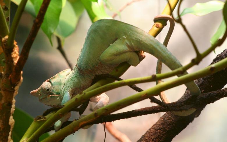 Free stock image of Two Banded Chameleon created by Pixabay