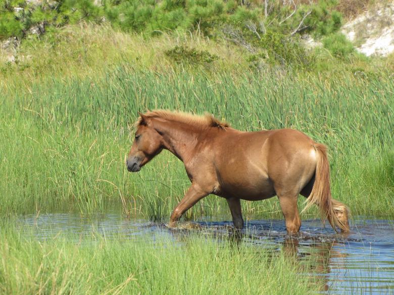 Free stock image of Wild Horse created by Pixabay