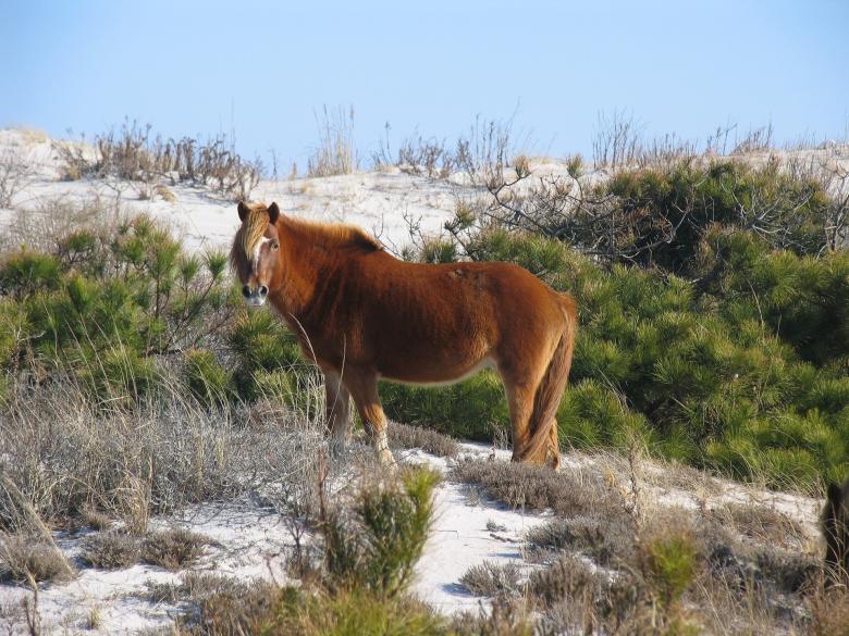 Free stock image of Wild Horse created by Pixabay