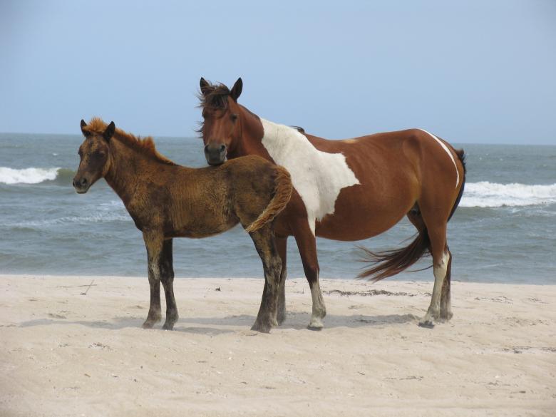 Free stock image of Wild Horses on the Shore created by Pixabay