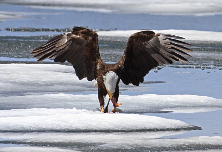 Free stock image of Bald Eagle Hunting created by Pixabay