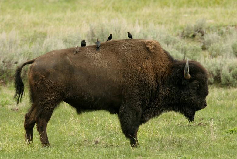 Free stock image of Wild Bison created by Pixabay
