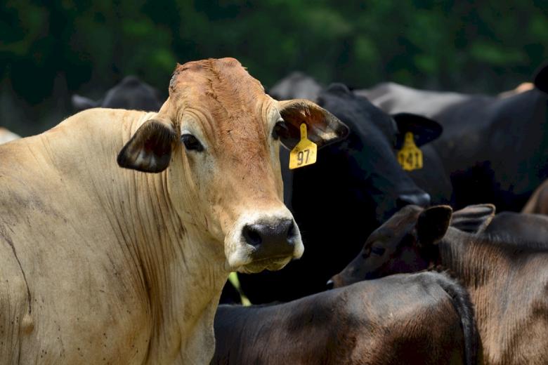 Free stock image of Cattle Farm created by Pixabay