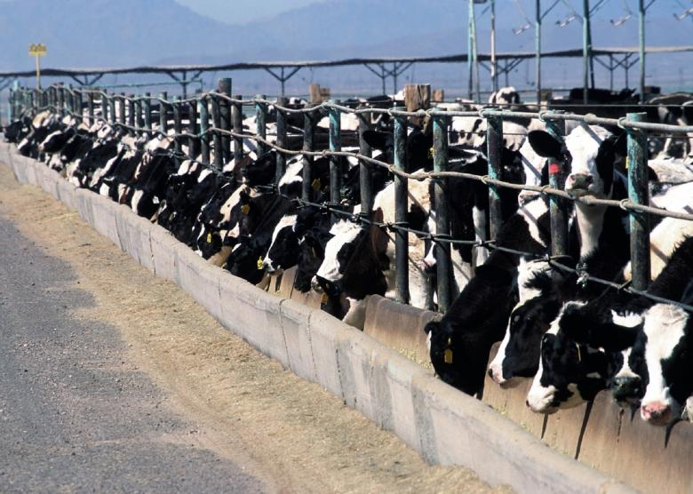 Free stock image of Cattle Feedlot created by Pixabay