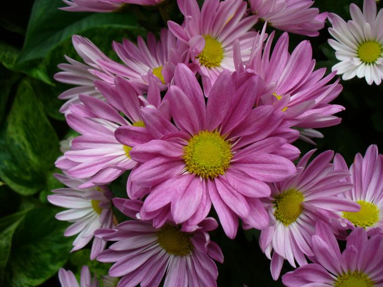 Free stock image of Fresh Chrysanthemums created by Pixabay