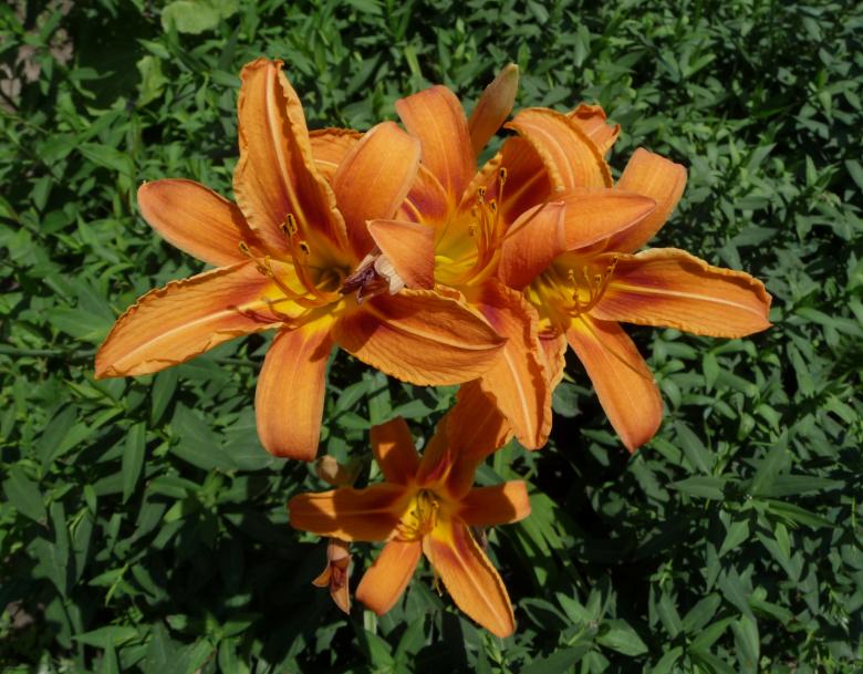 Free stock image of Day Lily created by Pixabay