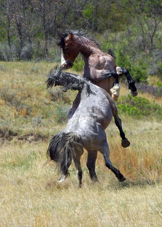 Free stock image of Feral Horses created by Pixabay