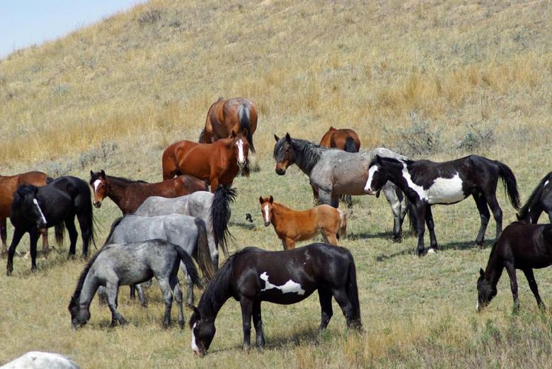 Free stock image of Feral Horses created by Pixabay