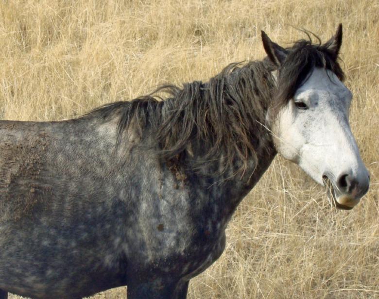 Free stock image of Feral Horses created by Pixabay