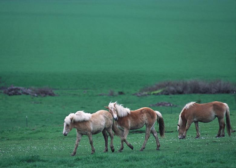 Free stock image of Feral Horses created by Pixabay