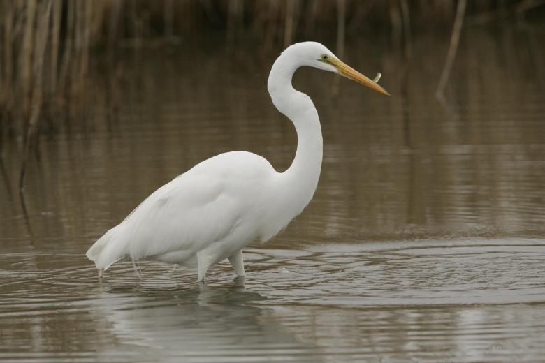 Free stock image of Great Egret Fishing created by Pixabay
