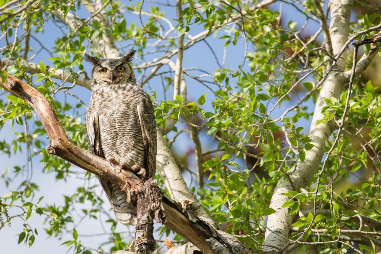 Free stock image of Horned Owl on the Branch created by Pixabay