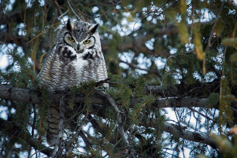 Free stock image of Horned Owl on the Branch created by Pixabay