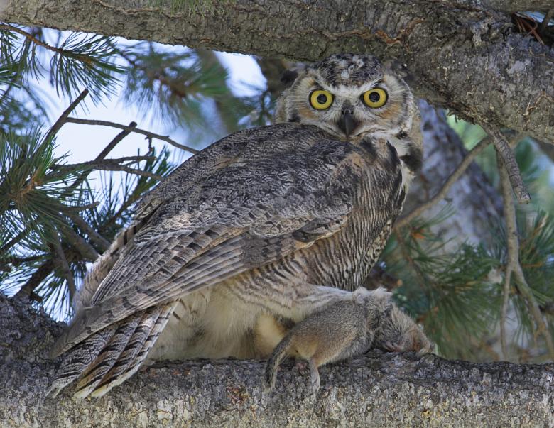Free stock image of Horned Owl on the Branch created by Pixabay