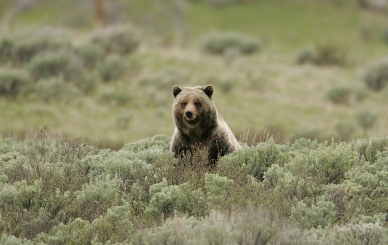 Free stock image of Wild Grizzly Bear created by Pixabay