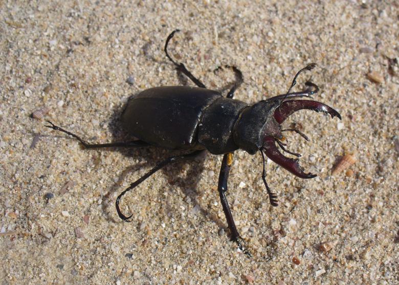 Free stock image of Wild Insect created by Pixabay