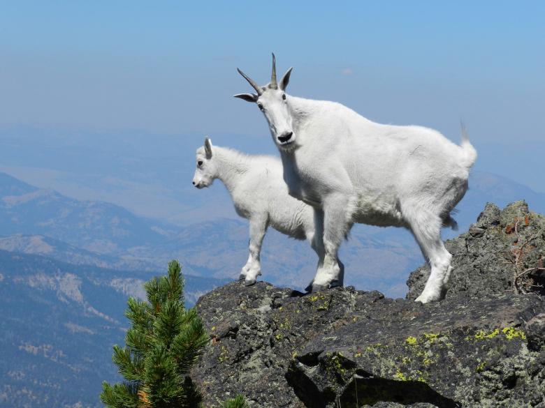 Free stock image of Mountain Goats created by Pixabay