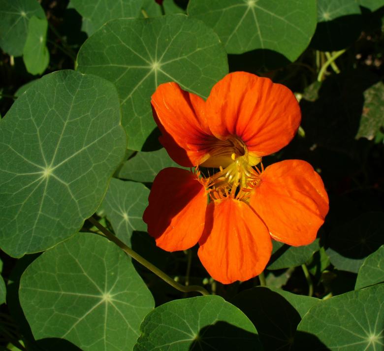 Free stock image of Nasturtium in the Garden created by Pixabay