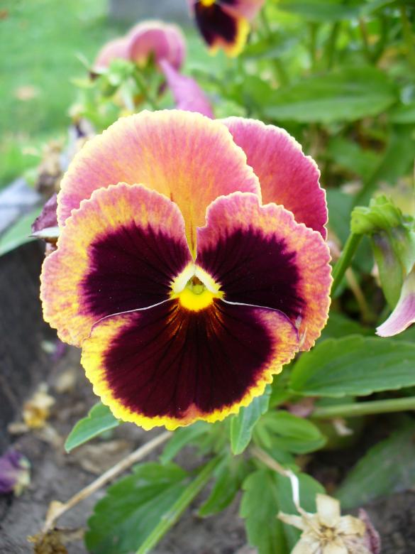 Free stock image of Fresh Viola created by Pixabay