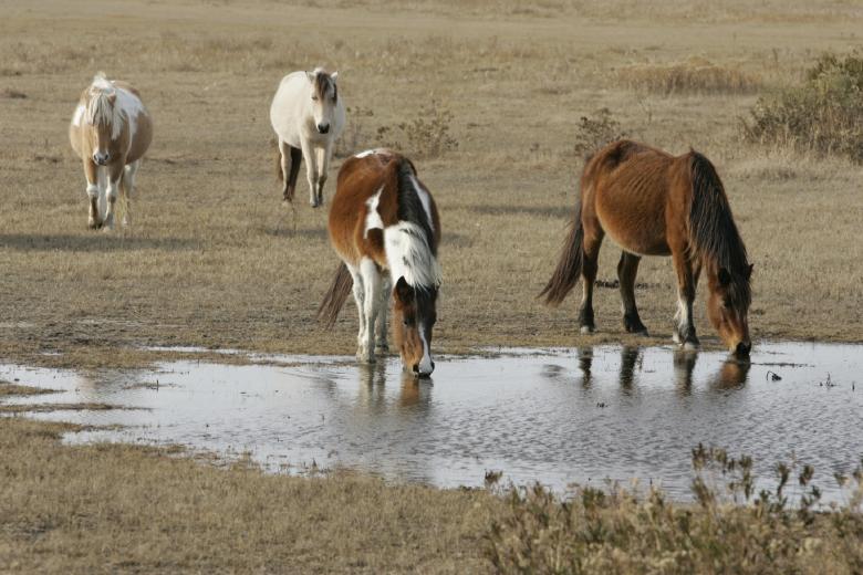 Free stock image of Wild Horses created by Pixabay
