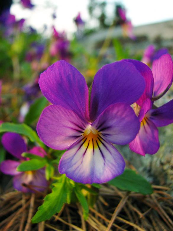 Free stock image of Wild Pansy created by Pixabay